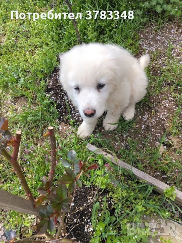 Кавказка овчарка . , снимка 5 - Бяла овчарка - 54115035