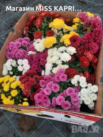 Хризантема