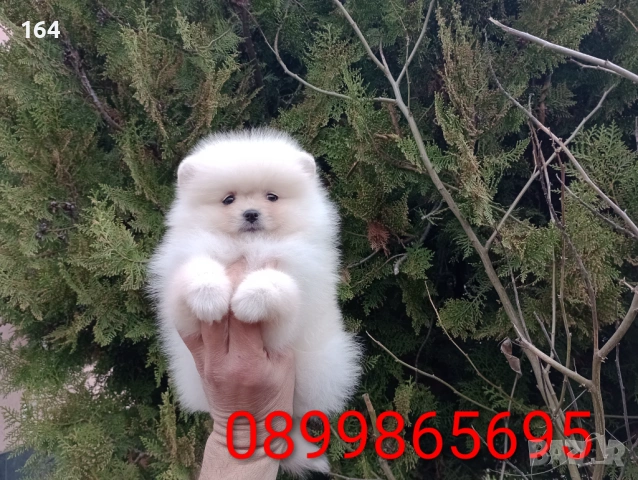 Мъжки и женски Померани. Реални снимки от 22.03.26 г. , снимка 5 - Померан - 53876191