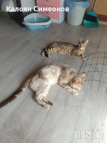 Бенгалски котета, снимка 8 - Бенгалски - 54357737