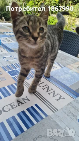 тигрово коте, женско, търси дом, снимка 2 - Други - 55965840