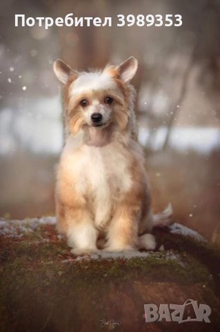 Китайско качулато куче - FCI родословие, снимка 15 - Други - 44257717