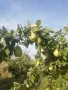 Продавам български дюли            , снимка 3