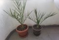 Финикова палма 2 размера, снимка 1 - Стайни растения - 38287992