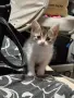 Подарявам котета, снимка 1