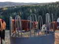 свободни телета от 20 дни до 2 години , снимка 10