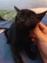 Подаряваме мъжко котенце , снимка 1