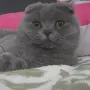 British Shorthair 61 дена, снимка 5