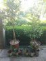 Японски чашкодрян, Euonymus japonicus, снимка 1 - Градински цветя и растения - 29283061
