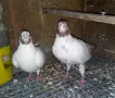 Гълъби  типлери , снимка 1