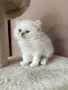 Персийско коте. , снимка 7