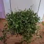 Градинска Винка Минор , снимка 9