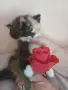 малки котенца почти на 40дни, снимка 1