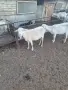 Предлагам за продажба кози, снимка 2