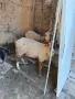 овце и шилета в Лом, снимка 2