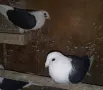  Пощенски на капак , снимка 2