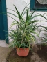 Алое, снимка 2
