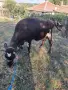 продавам крава и теле, снимка 2