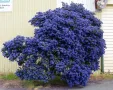 Цеанотусът (Ceanothus) или калифорнийският люляк Налични 3 вида, снимка 9