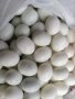 изкуствени пластмасови яйца за гълъби, снимка 1 - Гълъби - 35285815