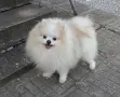 Померан момиченце, снимка 3