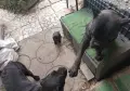 Кане Корсо Италиано, снимка 4