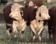 Елитни бикове Херефорд, снимка 3