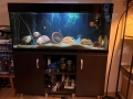 Дизайнерски кантиран аквариум с шкаф, снимка 2