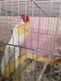 продавам папагали , снимка 1