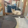 Котенце на 2 месеца и половина, снимка 2