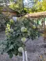 Продавам къща в село Бръшляница , снимка 13