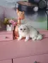 Британски момичета и момчета, снимка 10