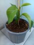 Гранадила - Passiflora quadrangularis, снимка 1 - Градински цветя и растения - 41044018