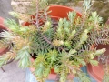 Сукуленти, снимка 2