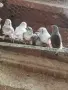 продавам следните птици, снимка 1