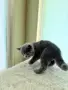 Британско късокосместо коте момче, снимка 4