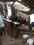 Пазарджиски гълъби , снимка 1