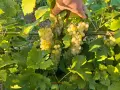 Мускат отонел грозде, снимка 5