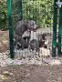 Американско Були / American Bully, снимка 3