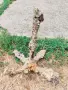 Стара морска котва (грапнел) с автентични наслоявания от миди – идеална декорация на механи, дворове, снимка 4