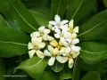 Питоспорум (Pittosporum) – Вечнозелена елегантност и неповторим аромат, снимка 1