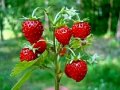 Горска ягода - Дива ягода  Сорт горски рюген, снимка 2