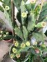 Смокиня индийска, Кактус опунция, Opuntia ficus-indica Etna, екзотични,овощни, снимка 8