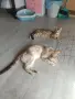 Бенгалски котета, снимка 8