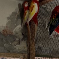 Продавам папагали розели- Рубино , снимка 2 - Папагали - 40256349