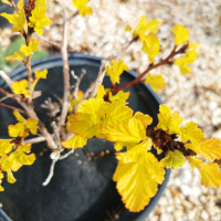 Физокарпус жълт, Physocarpus opulifolius ‘Dart’s Gold’, снимка 15 - Градински цветя и растения - 39879732