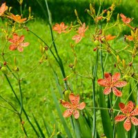 Домашна/китайска перуника (ирис, беламканда), леопардова лилия (Iris domestica (Belamcanda chinensis, снимка 2 - Градински цветя и растения - 36983552