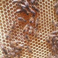 Пчелен мед букет, снимка 1 - Пчелни продукти - 42065903