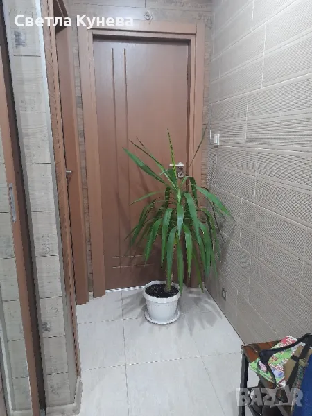 Палма юка, снимка 1