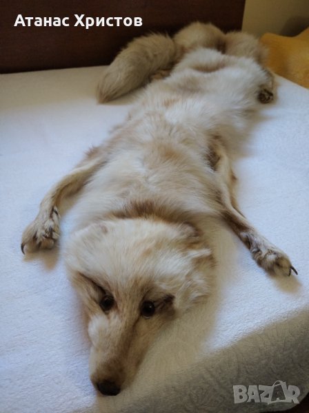 Продавам дамска луксозна яка, снимка 1